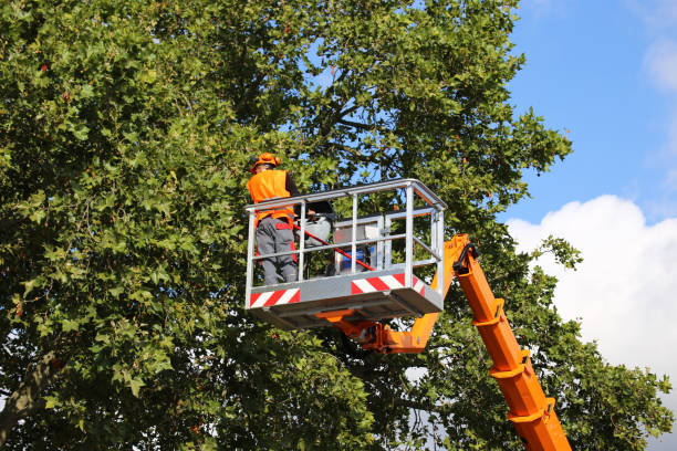 Best Commercial Tree Services  in Mcdade, TX