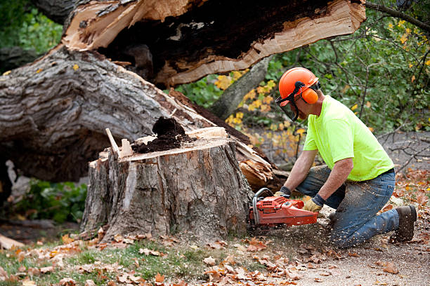 Seasonal Cleanup (Spring/Fall) in Mcdade, TX